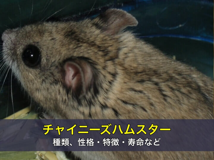 チャイニーズハムスターの種類、性格・特徴・寿命など