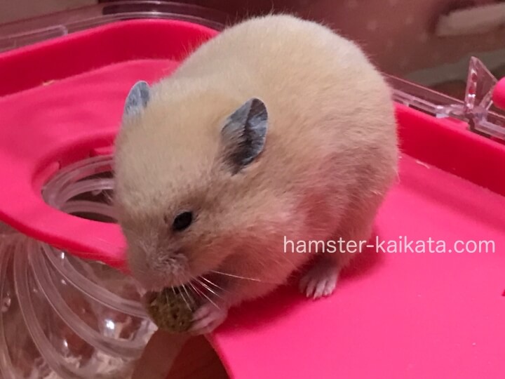 キンクマ（ゴールデンハムスター属）がエサを食べている