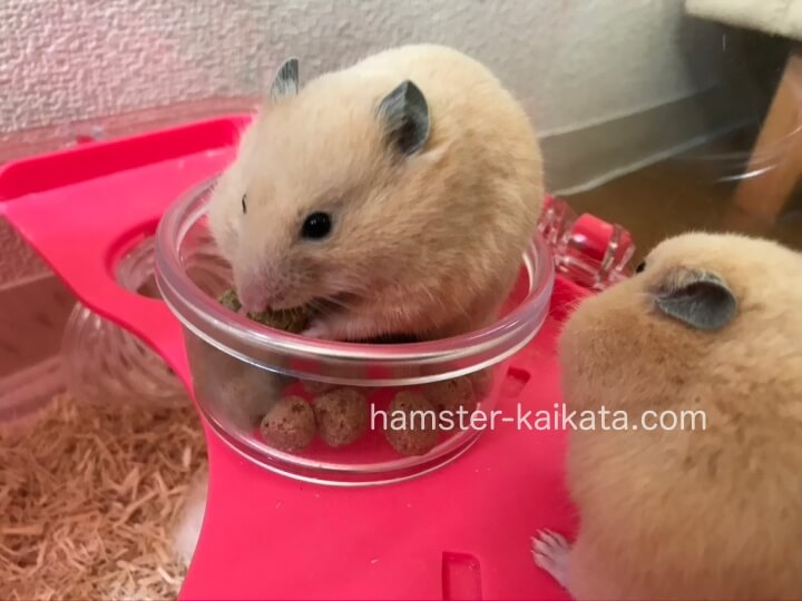 ハムスターの餌入れ（プラスチック）