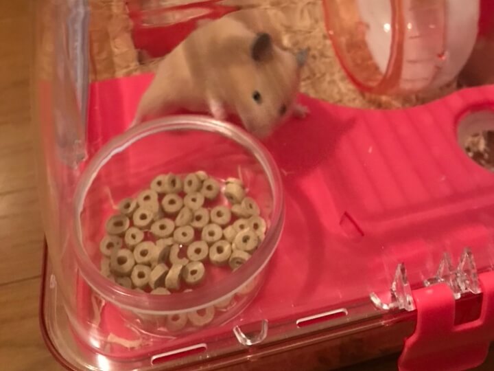 ハムスターの餌入れ（プラスチック）