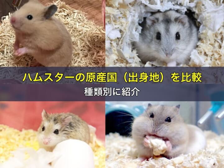ハムスターの原産国（出身地）を比較！種類別に紹介