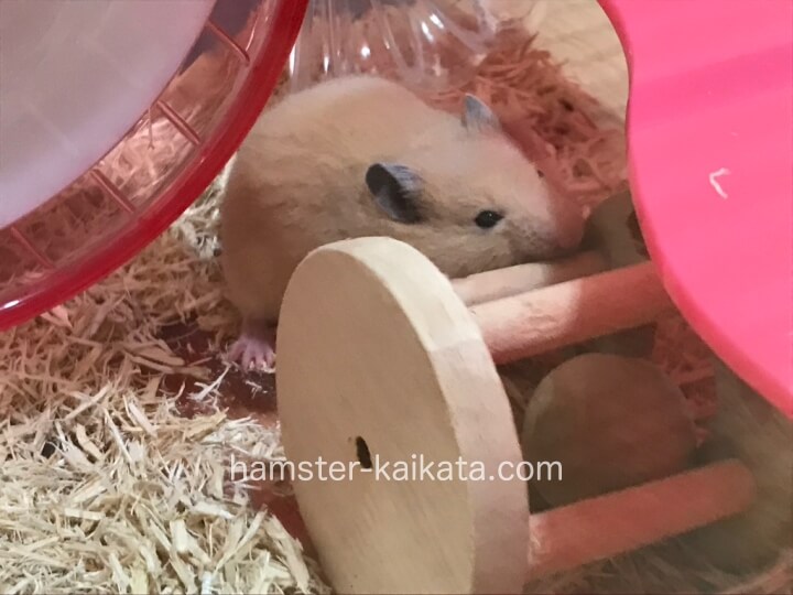 ゴールデンハムスター(キンクマ)がかじり木を噛んでいる