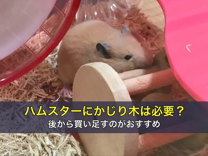 ハムスターにかじり木は必要？後から買い足すのがおすすめ