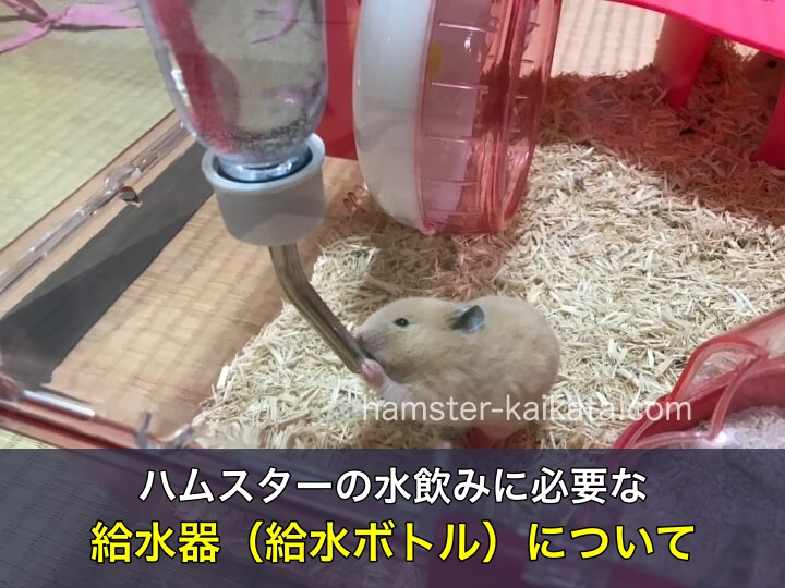 ハムスターの水飲みに必要な給水器（給水ボトル）について