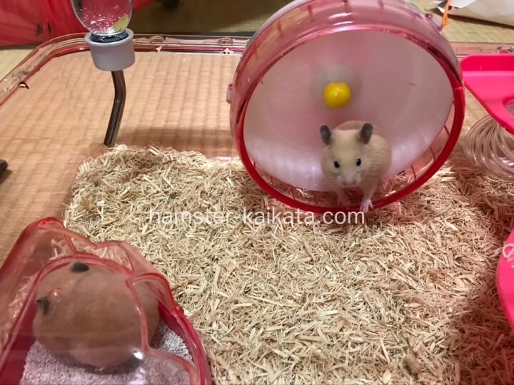 ハムスターのケージ(プラスチックタイプ)キンクマハムスター2匹を飼っている