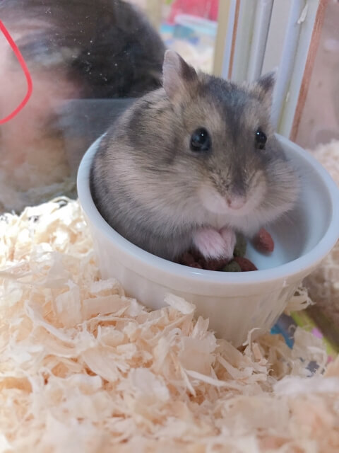 ハムスターのケージ(水槽タイプ)