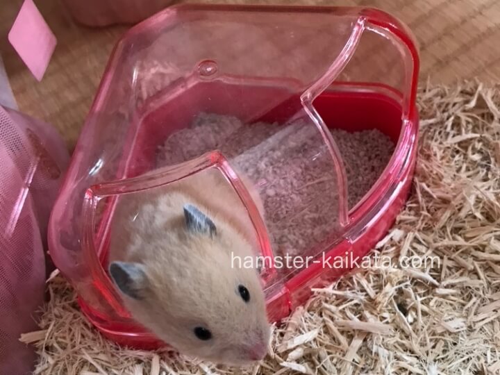トイレに入っているゴールデンハムスター（キンクマ）