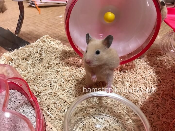 ゴールデンハムスター(キンクマ)床材はウッドチップを使用