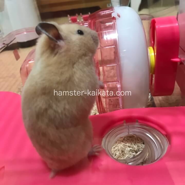 キンクマハムスターが座っている