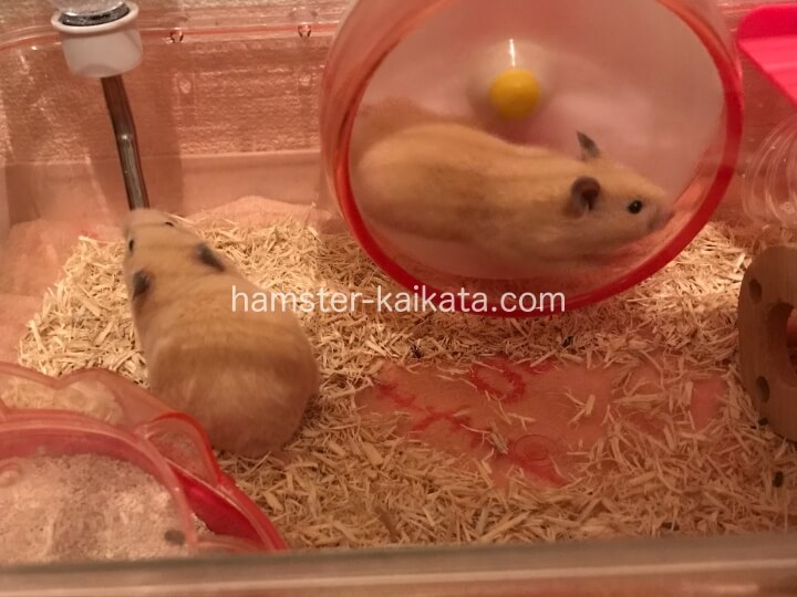 キンクマハムスター2匹