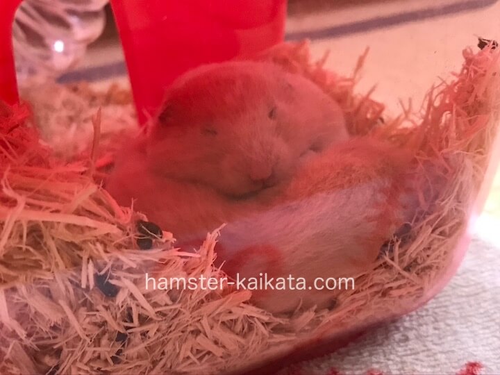 家(巣箱)で寝ているハムスターの横にフンやエサがある