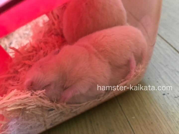 ハムスターが家(巣箱)で寝ている様子