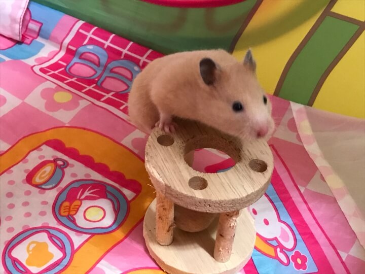 ハムスターがかじり木で遊ぶ