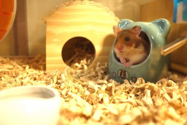ハムスター陶器製の家（巣箱・隠れ家）
