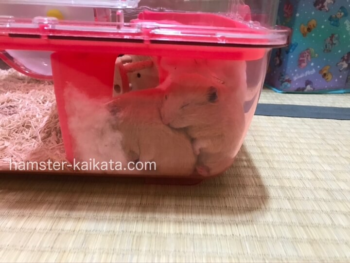 ゴールデンハムスター（キンクマ）プラスチックの家（巣箱・隠れ家）で熟睡中