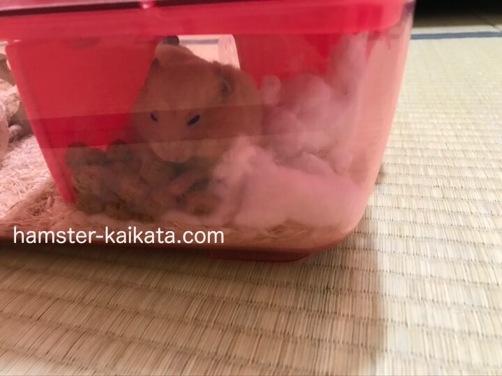 ゴールデンハムスター（キンクマ）がプラスチックの家（巣箱・隠れ家）に餌を隠している